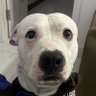 PDL's profile picture