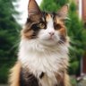 Profilbild von 🐱 Cat Kingdom