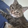 Tiger Tomcat 的头像