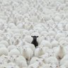 The Black Sheep🐐's profile picture