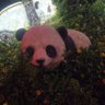 Jeki🐼's profile picture