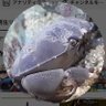 Profilbild von スベスベマンジュウガニ