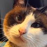 Фото профиля Rys|猫の楽園