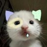 Bachiikawa profil fotoğrafı