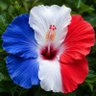Hibiscus Tropical 🌎🌺🌴🐸 的头像