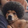 Profilbild von Jorge The Dog