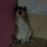 Rei profil fotoğrafı