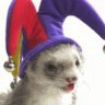 Profilbild von LilBatPaws