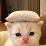 Mishi_77 profil fotoğrafı