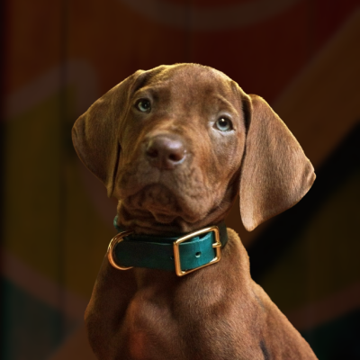 Diário do Scooby-Doo's profile picture