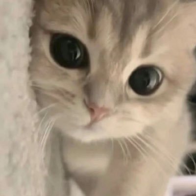 xtX1588144's profile picture