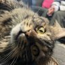 Faus Oviedo profil fotoğrafı
