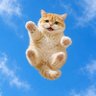 MeowHub 的头像