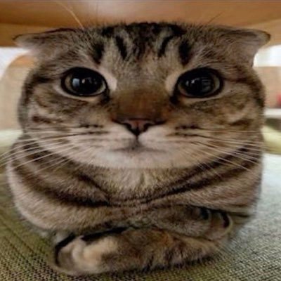 spoofymaru 🌟's profile picture