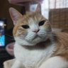 きーのこのこのこ profil fotoğrafı