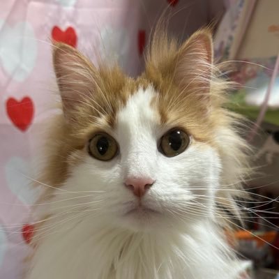 noruchan0101's profile picture