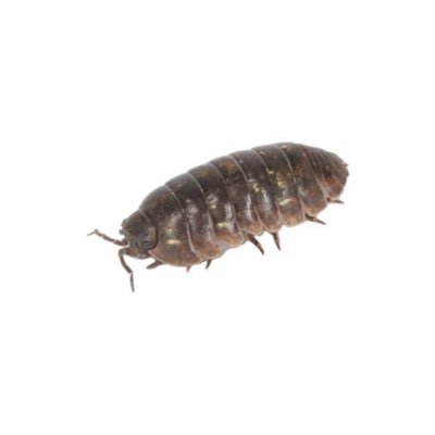 bug girlfriend's profile picture