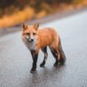 Fox's profile picture
