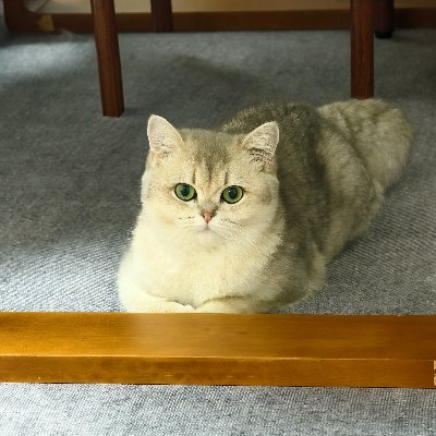 deedee_kon45120's profile picture