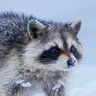 arc's profile picture