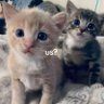 农村流浪猫's profile picture