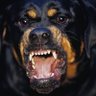 Modern Degenerate's profile picture