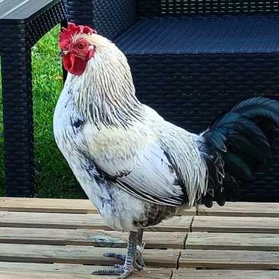 🇨🇵France Souveraine et Chrétienne's profile picture