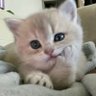 noni 🐱 的头像