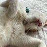 ふくちゃん profil fotoğrafı
