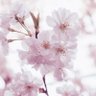 みく❁⃘*.゚🌙's profile picture