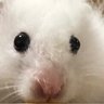 はらぺこドルフィン's profile picture