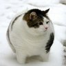 Profilbild von ヌキ