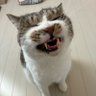Фото профиля ありんこ