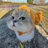 Profilbild von แมวเทา