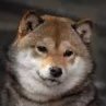 chibapreNoWe's profile picture