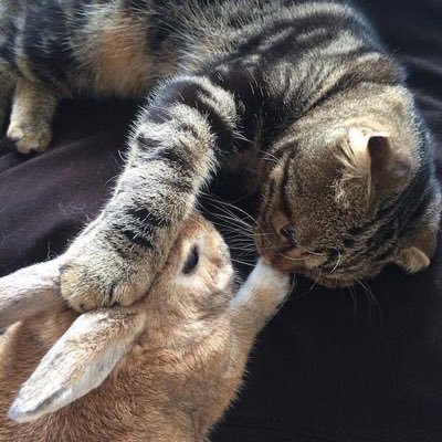 Bimo_noodle's profile picture
