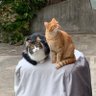 Фото профиля 🧡 Tessie and Toby 🧡