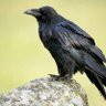 💜Corvid Creature🖤 profil fotoğrafı