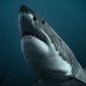 Profilbild von Shark