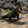 Megalania profil fotoğrafı