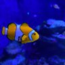 Фото профиля めっぱる斉藤