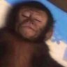 Profilbild von Sese