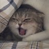 ลูกชุบ's profile picture