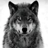 Profilbild von Batur