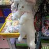 Фото профиля Tookcat