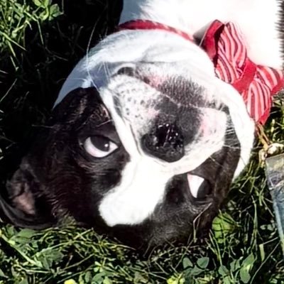 Flaass's profile picture