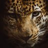 L .Y profil fotoğrafı