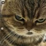 dont_fuck_wdcats 😡🐈𝕏's profile picture
