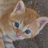 Profilbild von مياو