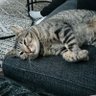 Nana From VT profil fotoğrafı